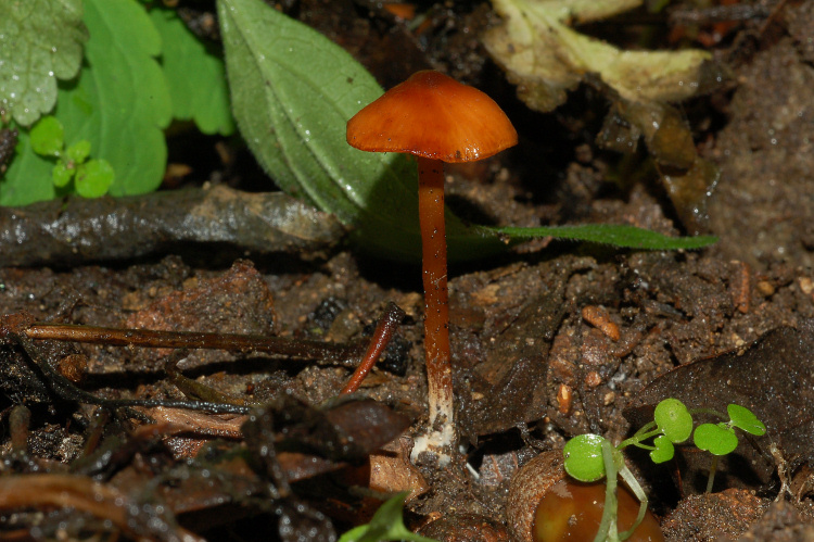 Forse un Tephrocybe?